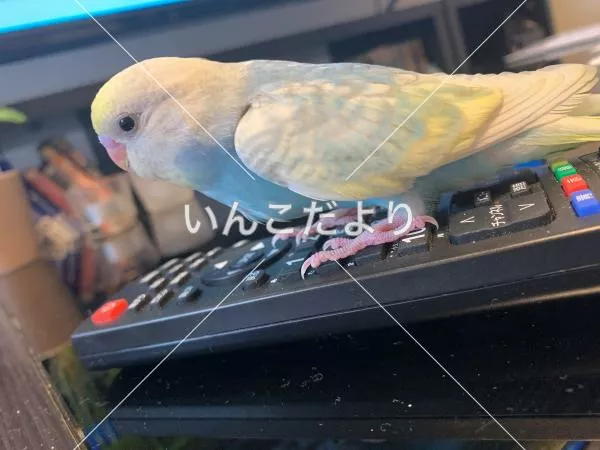 コメントの画像