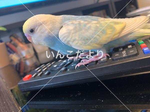 コメントの画像