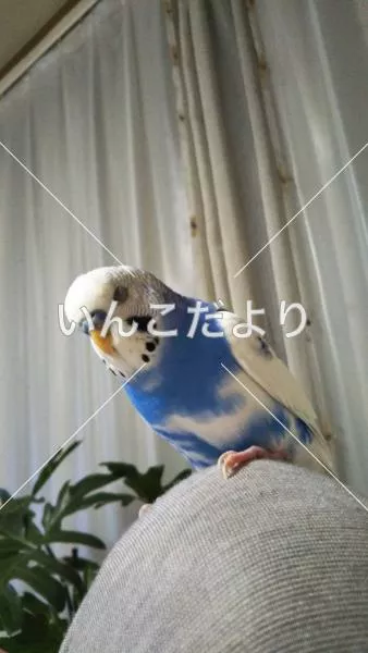 コメントの画像