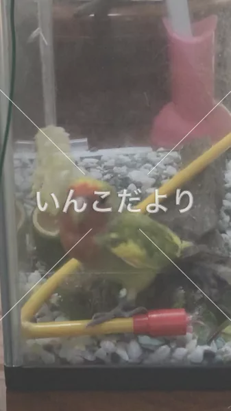 コメントの画像