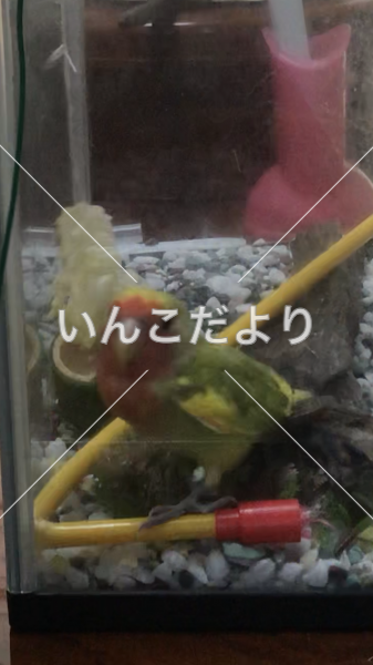 コメントの画像