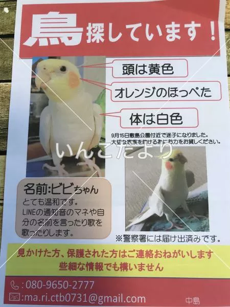 コメントの画像