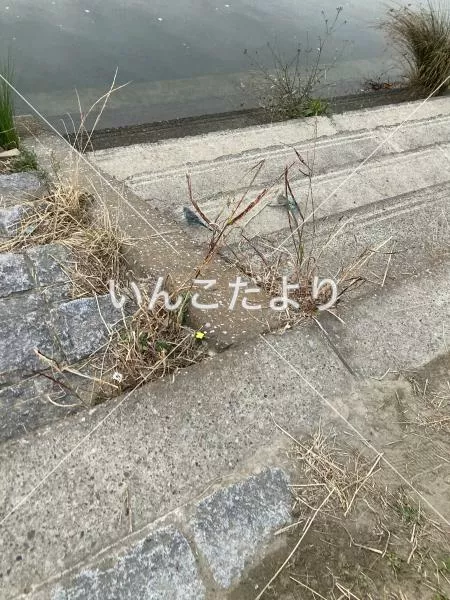 コメントの画像