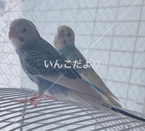 コメントの画像