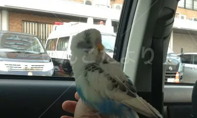 コメントの画像