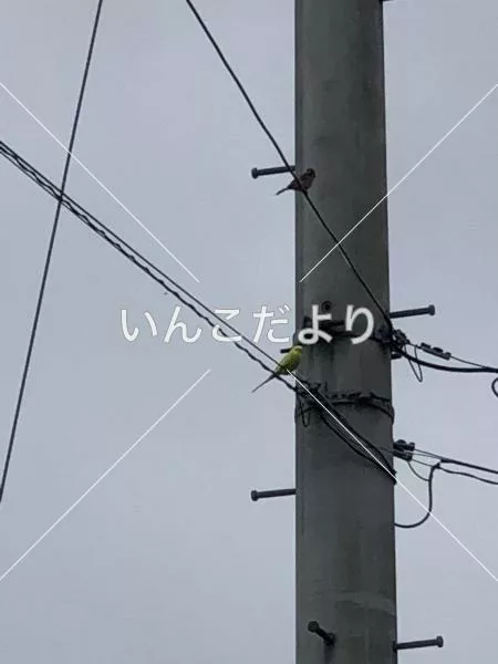 コメントの画像