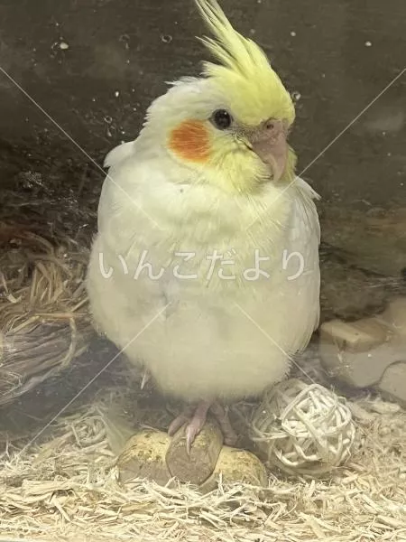 コメントの画像