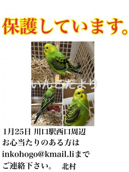 コメントの画像