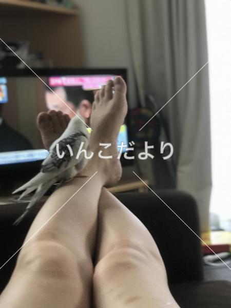 コメントの画像