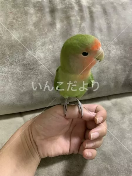 コメントの画像