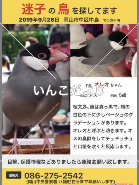 コメントの画像