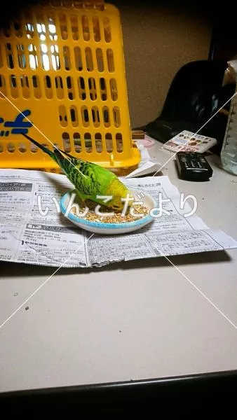 コメントの画像