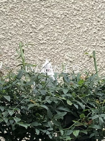 コメントの画像