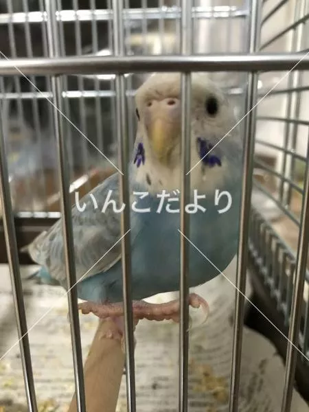 コメントの画像