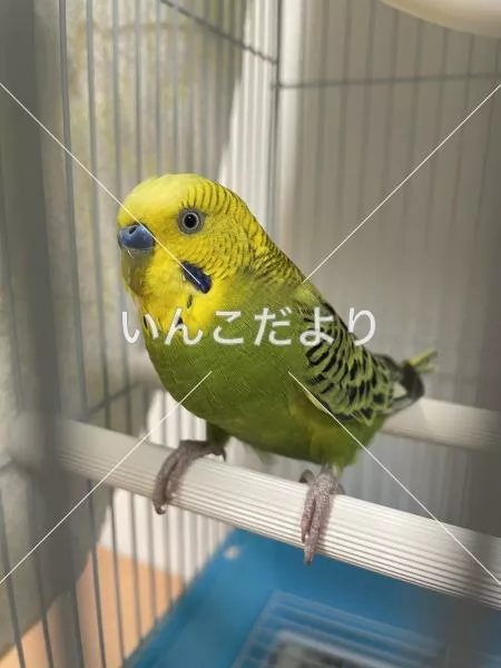 コメントの画像