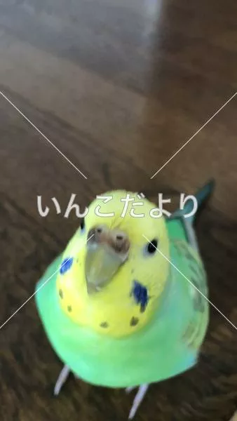 コメントの画像