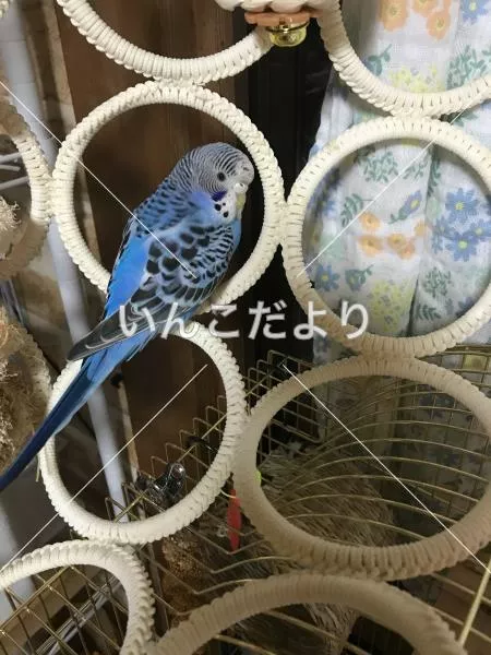 コメントの画像