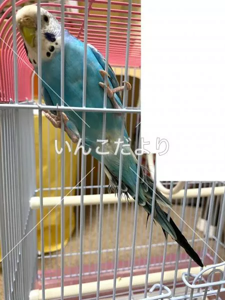 コメントの画像