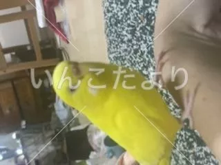 コメントの画像