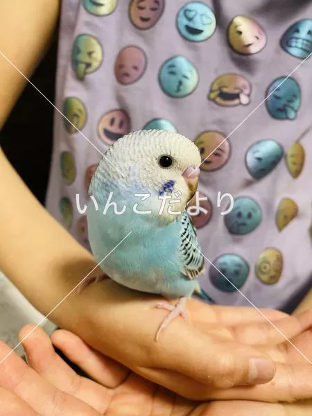 コメントの画像