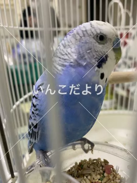 コメントの画像