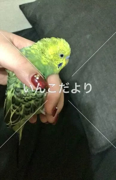 コメントの画像