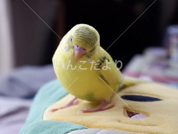 コメントの画像