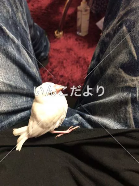 コメントの画像