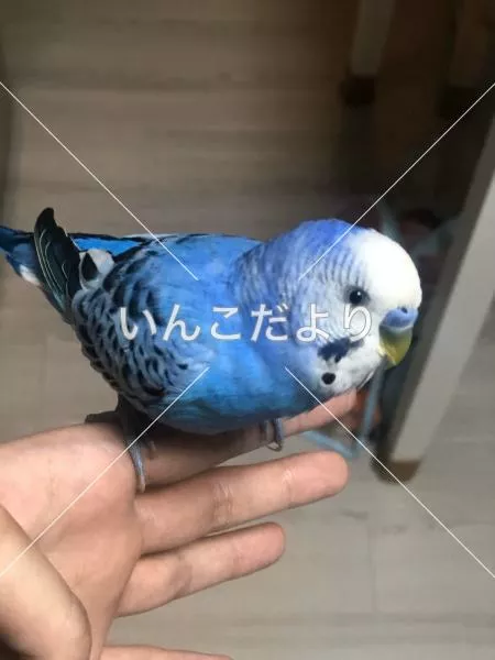 コメントの画像