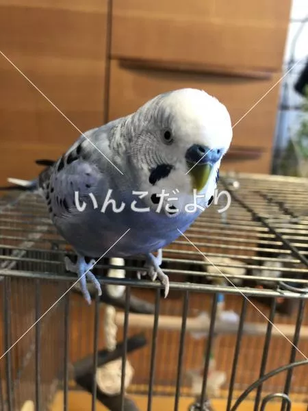 コメントの画像