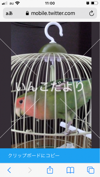 コメントの画像