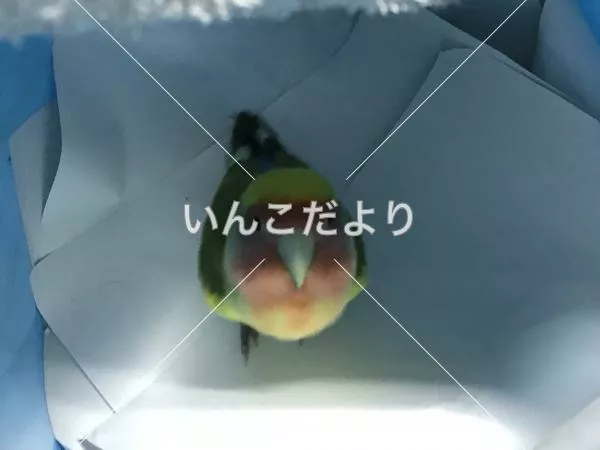 コメントの画像