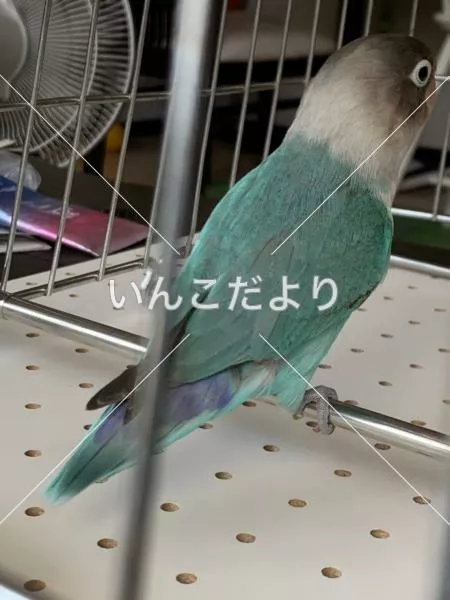 コメントの画像