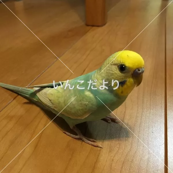 コメントの画像