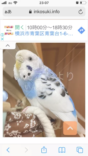 コメントの画像