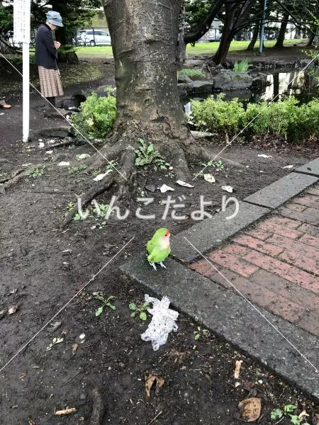 コメントの画像