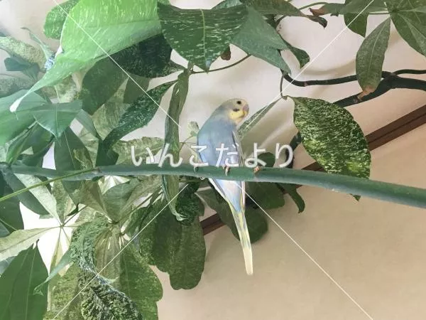 コメントの画像