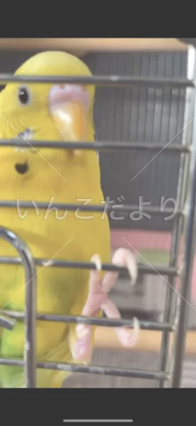 コメントの画像