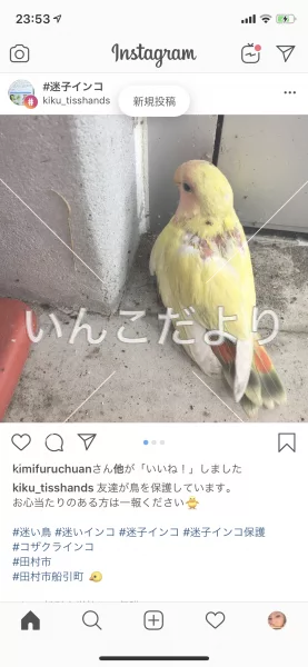 コメントの画像