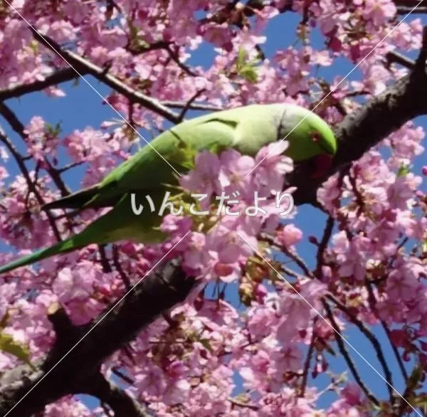 コメントの画像