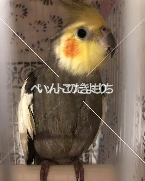 コメントの画像