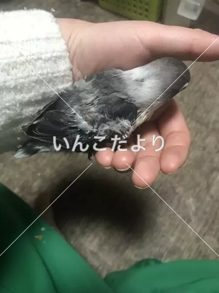 コメントの画像