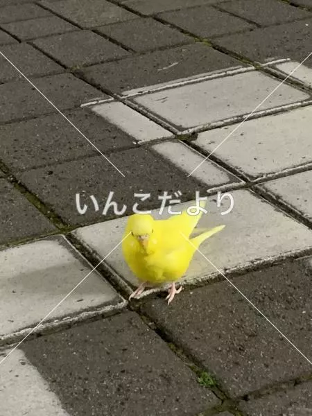 コメントの画像