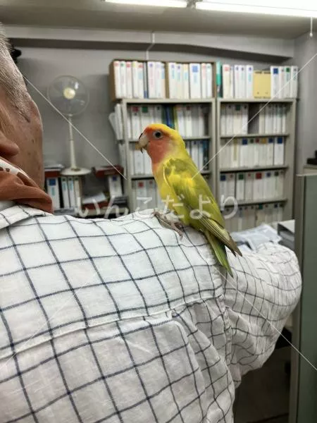 コメントの画像