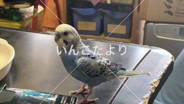 コメントの画像