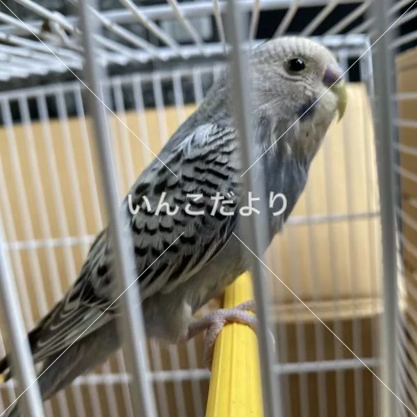 コメントの画像