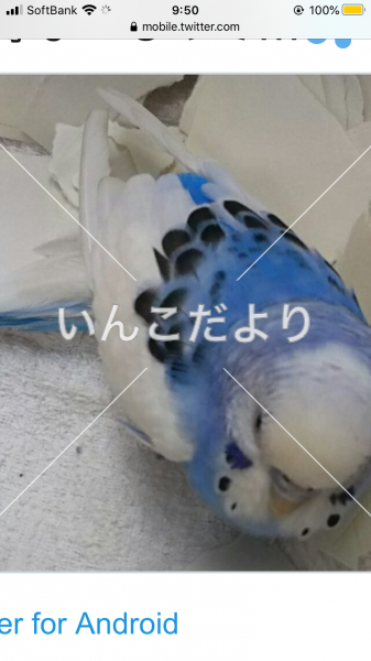コメントの画像