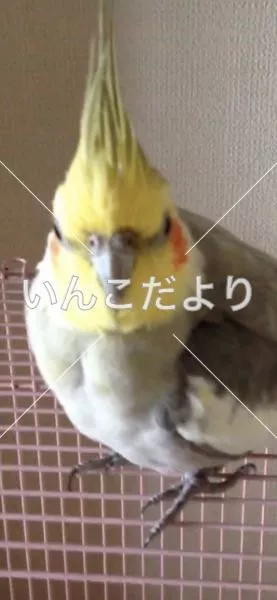 コメントの画像