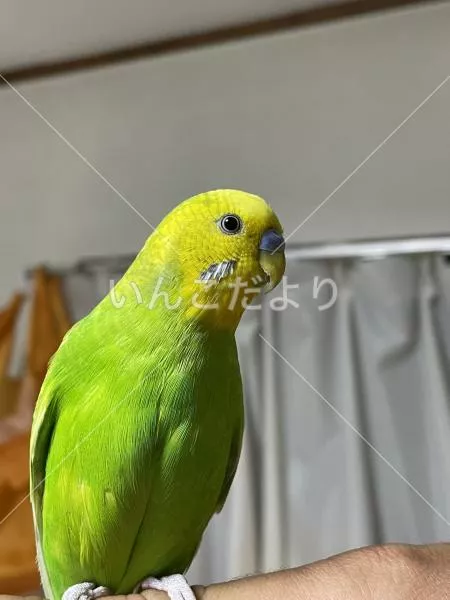 コメントの画像