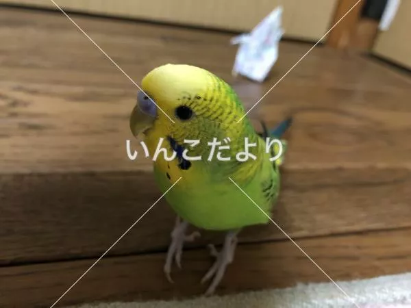 コメントの画像